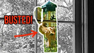 SQUIRREL PROOF BIRD FEEDER THAT WORKS | An Engineer's 4 Year Review of BROME Squirrel Solution200