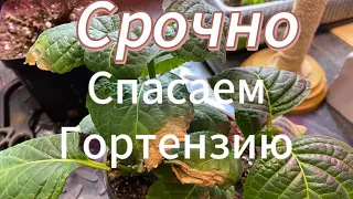 Начали сохнуть листья у гортензии !!!Срочно спасаем !!!!!