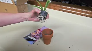 Unboxing Tolumnia from Appalachian Tropicals!