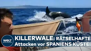 KILLERWALE an SPANIENS KÜSTE: Das steckt hinter den rätselhaften Orca-Attacken auf Segelboote
