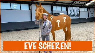 WELKE KLEUR WORDT EVE DIT JAAR? | PaardenpraatTV