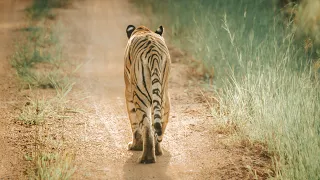 Tadoba Moharli Gate October 2023