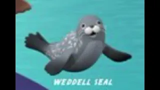 Weddell Seal Sound