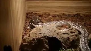 Cobra Mating Behaviour