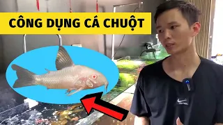 Cá chuột và những công dụng ít ai biết | Nguyễn Du aqua