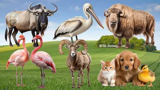 Happy Animal Moment, Familiar Animals Sounds: Bison, Wildebeest, Pelican, Goat,.. - Music For Relax