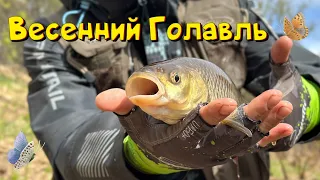 В поисках весеннего ГОЛАВЛЯ | TsuYoki rival sr 35sp работает | "Обкатываю" новый комплект!