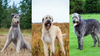 Irish wolfhound | Funny and Cute dog video compilation in 2022.