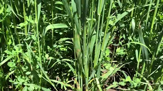 new seeding oats and alfalfa