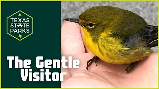 A Feathered Friend: Connecting with a Pine Warbler on Camera