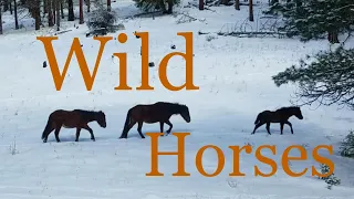 Wild Horses in the Ochoco Mountains