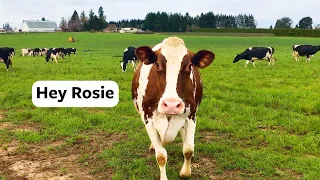 Rosie, Go Play! | Organic Valley