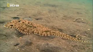 Самое странное место в океане   Документальный фильм National Geographic