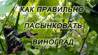 🍇 Как правильно пасынковать виноград. Зелёные операции на винограднике.