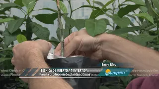 Técnica de injerto en cítricos