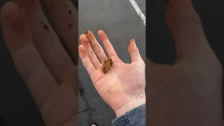 guy steals squirrel's nut