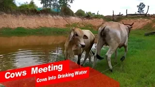 To Meeting RuralPower Cows | My Village Cows Gaily | The smart team Making summer On The Fields