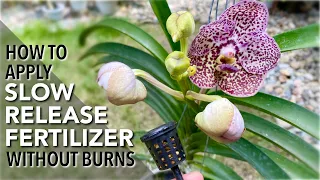 SLOW RELEASE FERTILIZER For Vanda Orchids Without Burns | How To Apply Fertilizer | Cleaning Roots
