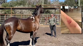 Kill Pen Horse Attacked Its Owner! #horse #horsemanship #problemsolving  #horsetraining