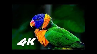 COSTA RICA IN 4K 60fps HDR (ULTRA HD)(4K/8k) latest with music
