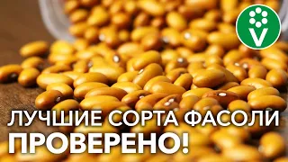 ЛЕГКО РАСТИТЬ, ВКУСНО ЕСТЬ! Эти 5 сортов ФАСОЛИ дадут урожай в любую погоду!