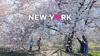 [4K]🇺🇸NYC Spring Walk /Central Park. Full Cherry Blossoms & Flowers🌸🌹Apr. 08 2022