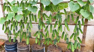 Grow cucumbers vertically with organic fertilizer from eggshells | High yield, lots of fruit