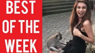 Girl With Curious Monkey Fail and other fails! || Best fails of the week! || December 2018!