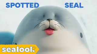 MLEM: Stop Me If You Can👅 | Spotted Seal Special | SEALOOK | Episodes Compilation