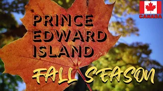 THE BEAUTY OF FALL SEASON IN CANADA | PRINCE EDWARD ISLAND | DRONE FOOTAGE | COLORS OF PEI