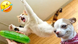 Try Not To Laugh Cats And Dogs Videos 😝 - Best Funniest Animals Video 2024 #4