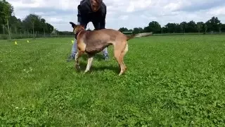 Watch, Focus, Parola di Sgancio - Pastore Belga Malinois