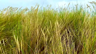 Dune grass in the wind // Ammophila breviligulata // Beachgrass