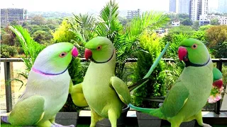 Amazing parrot talking video| mitthu ki awaaz| Tanishu Singh Miniature @ParrotMedia @ParroTube