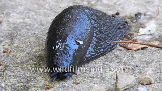 Massive black slug discovered on high altitude rocks in the Himalaya