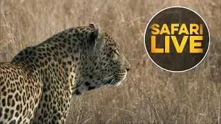 safariLIVE - Sunrise Safari - July 24, 2018