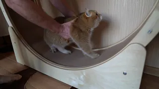 Cat Exercise Wheel