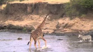 Giraffe Crossing the Mara River