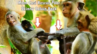 God Help ! Shocking Heart See Chiko Protect Calvin | Mom Casi Rescue Poor Calvin Back & Give Milk