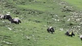 Tibetan yaks -- Тибетские яки