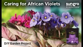 African Violet Care