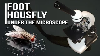 Foot Housfly under the microscope