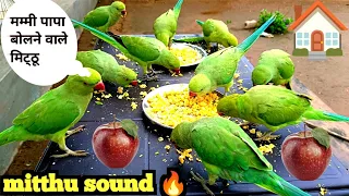 Amazing Parrot Talking Sound Video | Parrot talking video | Tanishu Singh Miniature @ParroTube