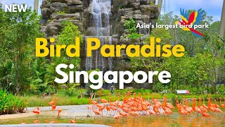 Bird Paradise Singapore Mandai Bird Park Tour