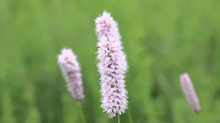 Горец змеиный Змеевик большой Bistorta officinalis