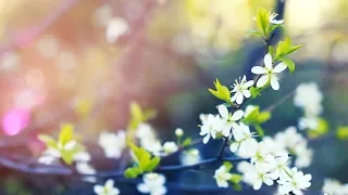 Beautiful blooming Spring | footages beautiful nature [Full HD]