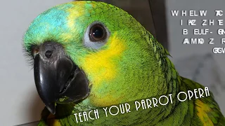 Teach Your Parrot Opera - Mozart's The Magic Flute - Queen of the Night