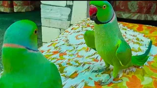 Cute And Intelligent Green Ringneck Talking Parrot || Parrot Speaks In Urdu Hindi