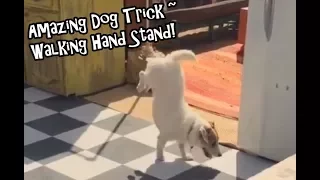 Amazing Dog Trick Jesse does a Walking Hand Stand Vintage Set