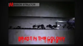 Beast in the colony ● Messor structor